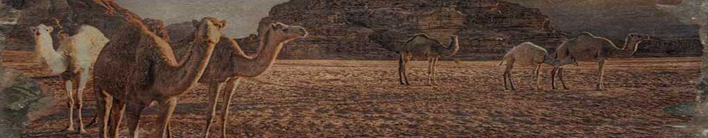 wadi rum, camels